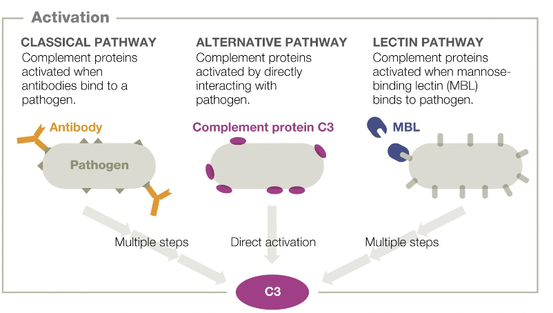 <p>alternative pathway </p>