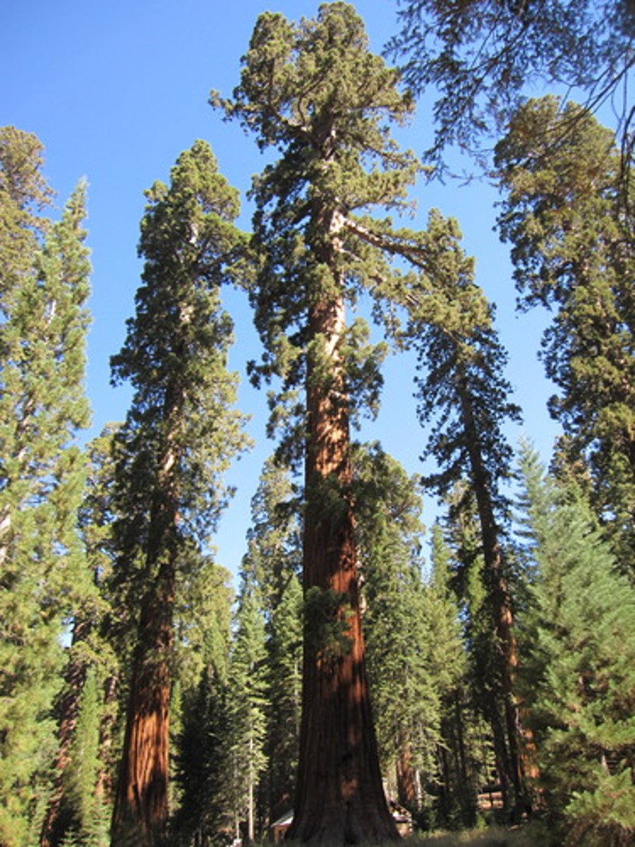 <p>Name this organism</p>