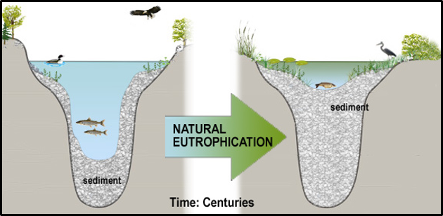 <p>Yes, when water bodies dry gradually and nutrient-rich sediment accumulates.</p>