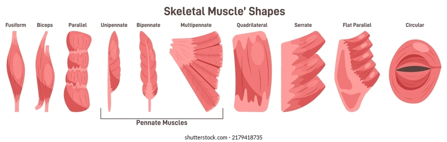 <p>different shapes of muscles</p>
