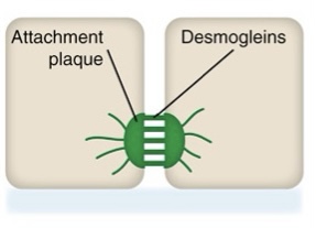 <p>What type of junctional complex is this?</p>