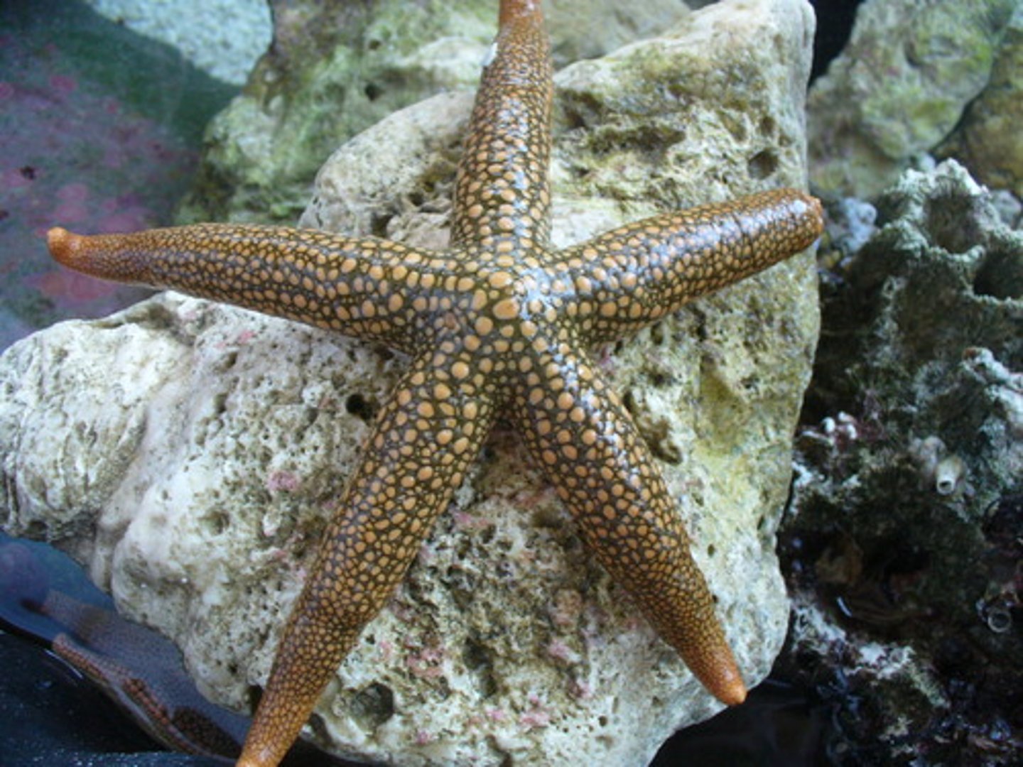 <p>a special form of radial symmetry found in echinoderms</p>