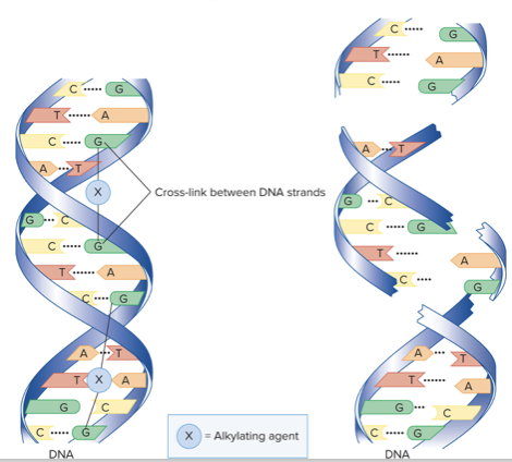 <ul><li><p>Integrate into DNA, causing breaks in the strands</p></li><li><p>Side Effects: Leukemia</p></li></ul>