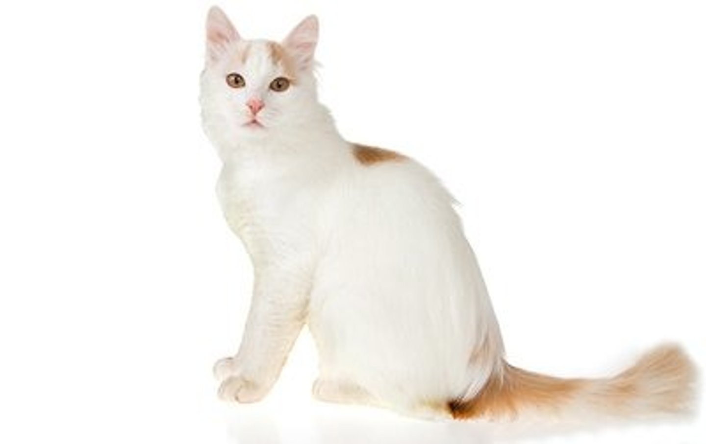 <p>De oorspronkelijke natuurrassen</p><p>witte kat met gekleurde vlek op hoofd</p>
