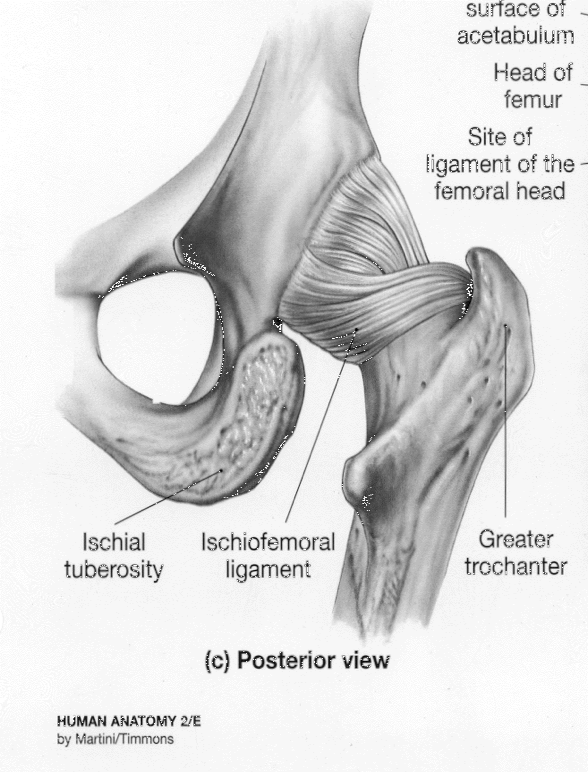 <p>iliofemoral ligament</p><p>pubofemoral ligament</p><p>ischiofemoral legament</p>