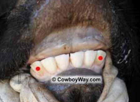 Bovine Dental Formulas incisors
upper/lower