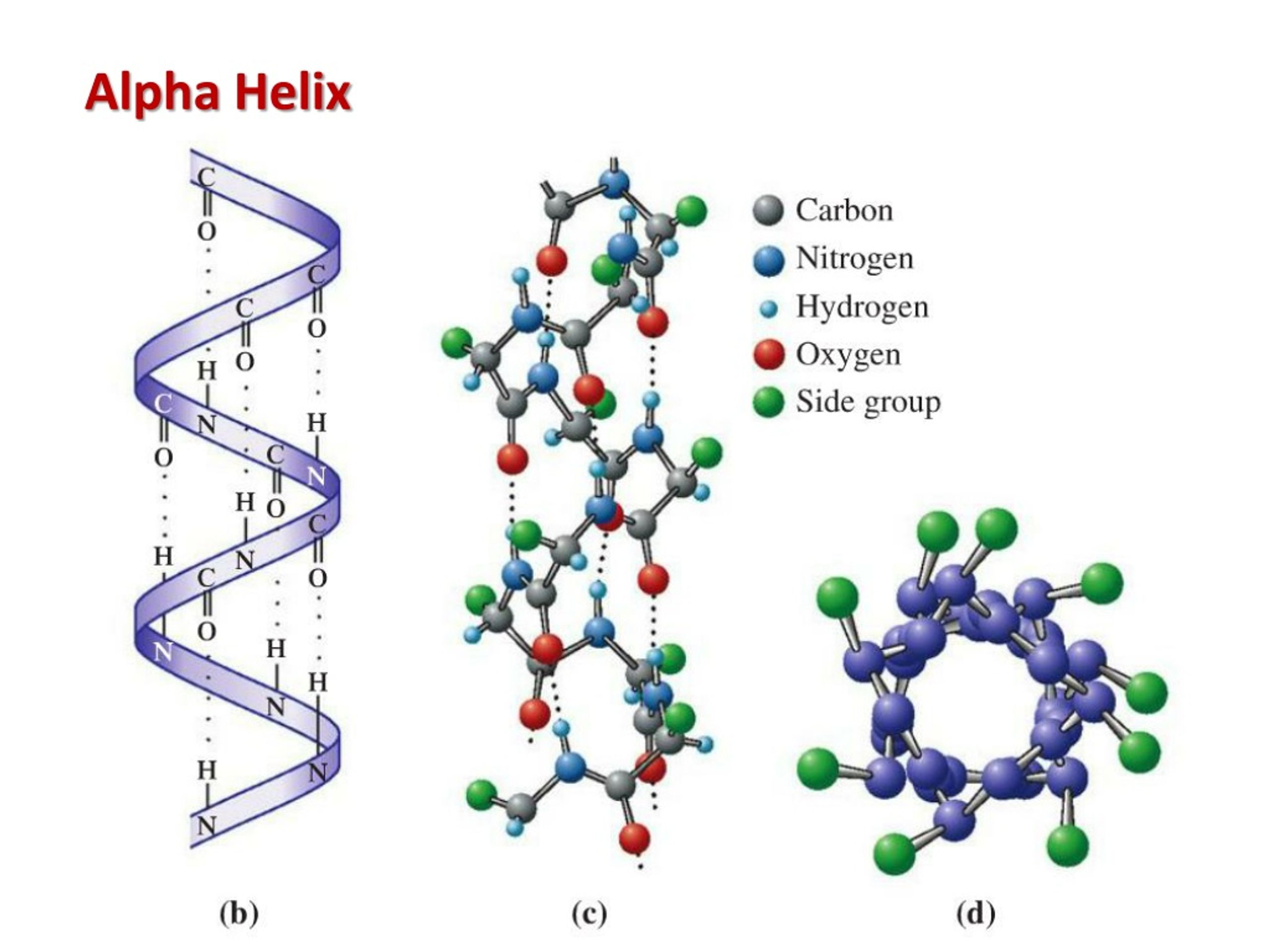 <p>A right-handed spiral stabilized by H-bonds between carbonyl oxygen and amido hydrogen four residues ahead. Side chains project outward, perpendicular to the helix axis.</p>