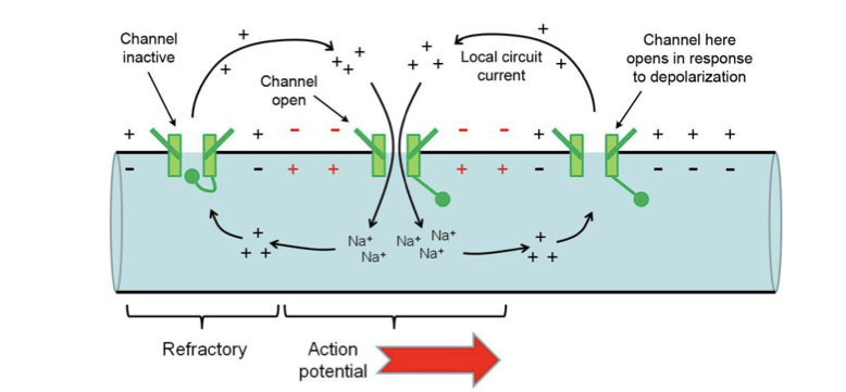 <p>Positive charge (not exact ions) spreads as driven by potential gradient, this depolarised the next segment of membrane, positive ions leave the extracellular side to complete the circuit causing Hodgkin cycle. Inactivation ensures unidirectionality.</p>