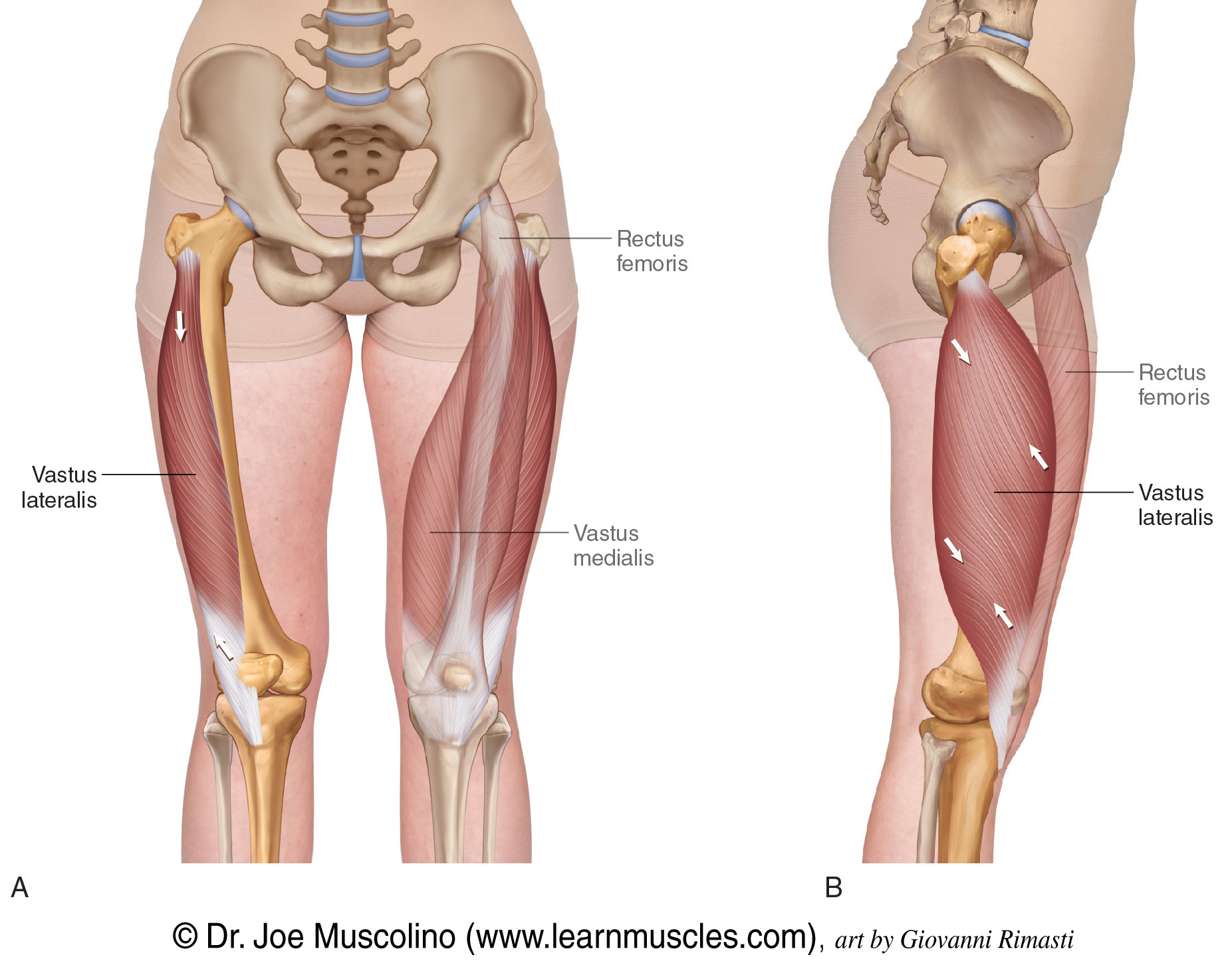 <p>Vastus Lateralis</p>