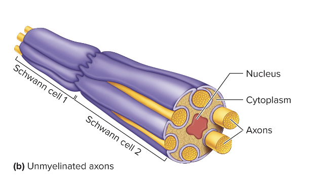 <ul><li><p>Not devoid of myelin</p></li><li><p>Axons rest in invaginations of Schwann cells or oligodendrocytes</p></li><li><p>Protects axons</p></li></ul><p></p>