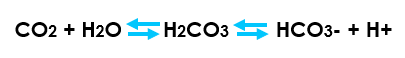 <ul><li><p><span style="font-family: Arial">Carbon dioxide reacts with water to form&nbsp;carbonic acid</span></p></li><li><p><span style="font-family: Arial">An increase in CO<sub>2</sub>&nbsp;results in a decrease in blood&nbsp;pH (more free H+)</span></p></li><li><p><span style="font-family: Arial">Hemoglobin proteins releasing their load of oxygen</span></p></li><li><p><span style="font-family: Arial">A decrease in carbon dioxide provokes an increase in pH (less free H+)</span></p></li><li><p><span style="font-family: Arial">Haemoglobin picks up more oxygen.</span></p></li></ul><p></p>