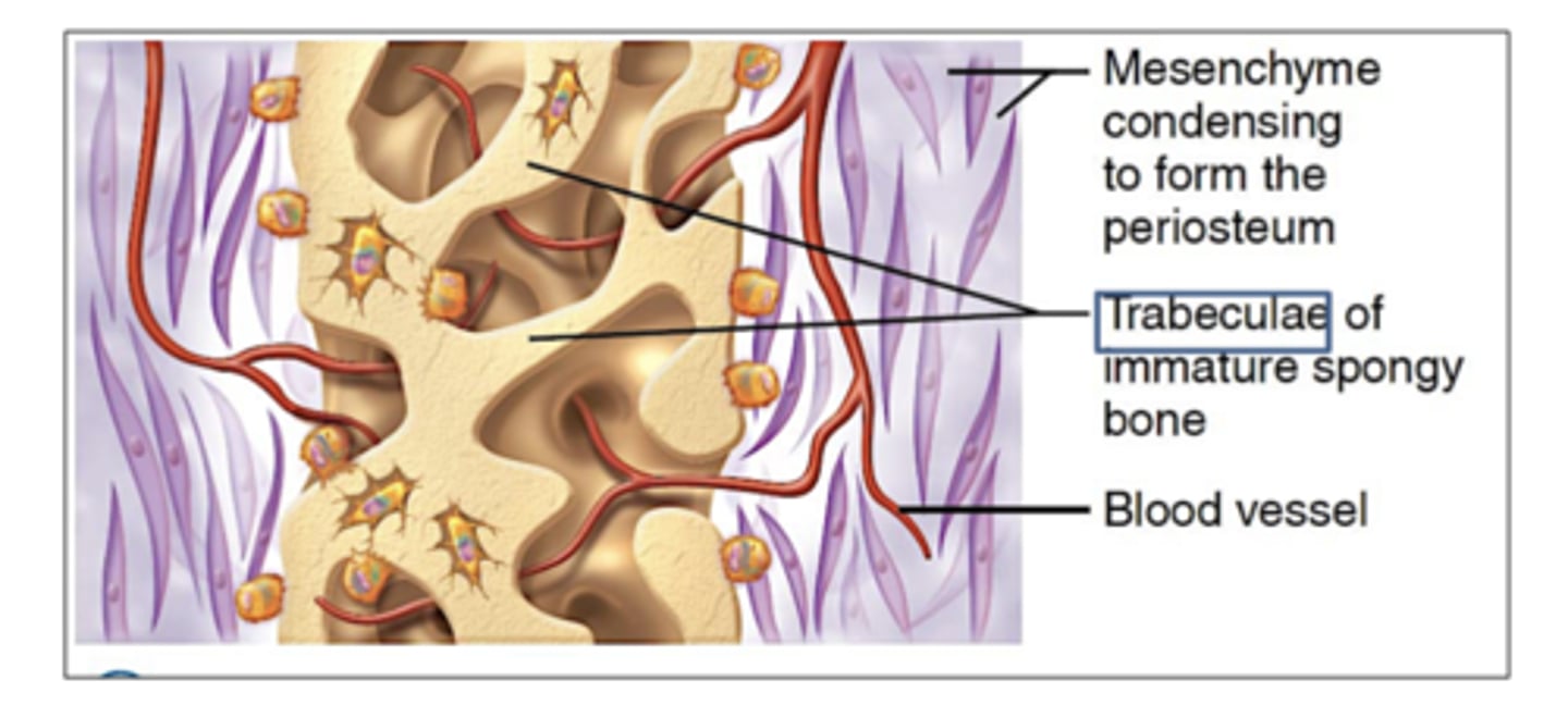 <p>3. Trabeculae/Spongy Bone From along w/ formation of Periosteum</p><p>The calcified osteoid forms a network of trabeculae, creating spongy bone around blood vessels.</p><p>The outer mesenchyme condenses to form the periosteum (bone’s outer lining).</p>