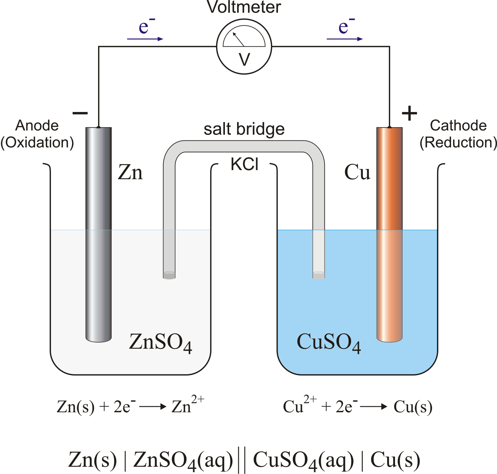 <p>should include…</p><ul><li><p>1 molar zinc nitrate, zinc 2+ ions</p></li><li><p>1 molar copper nitrate, copper 2+ ions</p></li><li><p>ammonium nitrate salt bridge</p></li><li><p>electrolytes, solutions, voltmeter</p></li><li><p>show movement of the ions and electrons</p></li><li><p>LABEL: anode (neg because electron build up), oxidation, salt bridge, cations (towards the cathode), anions (towards the anode), cathode, reduction</p></li></ul>