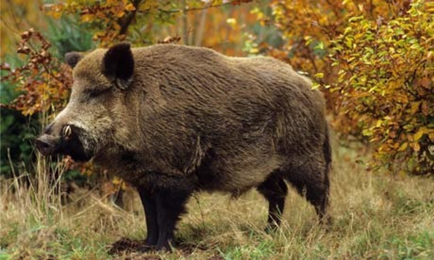 <p>Omnivore, large herds</p>