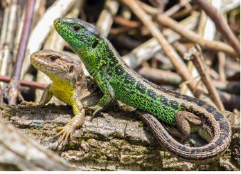 <p><span><span>Alpennordseite, Wallis, Engadin</span></span></p>