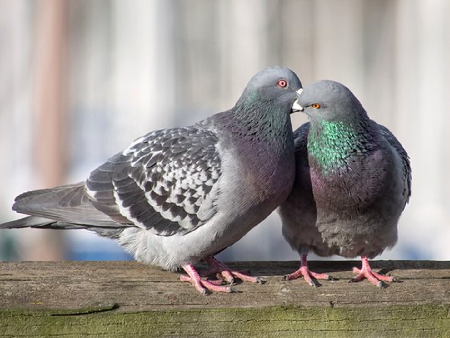 <p>Rock Pigeon</p>