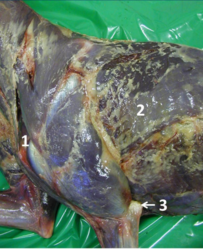 <ol><li><p>Identify joint 1</p></li><li><p>Identify muscle 2</p></li><li><p>Identify bony landmark 3</p></li><li><p>What is the function of the soft tissue structures that insert onto 3</p></li></ol><p></p>