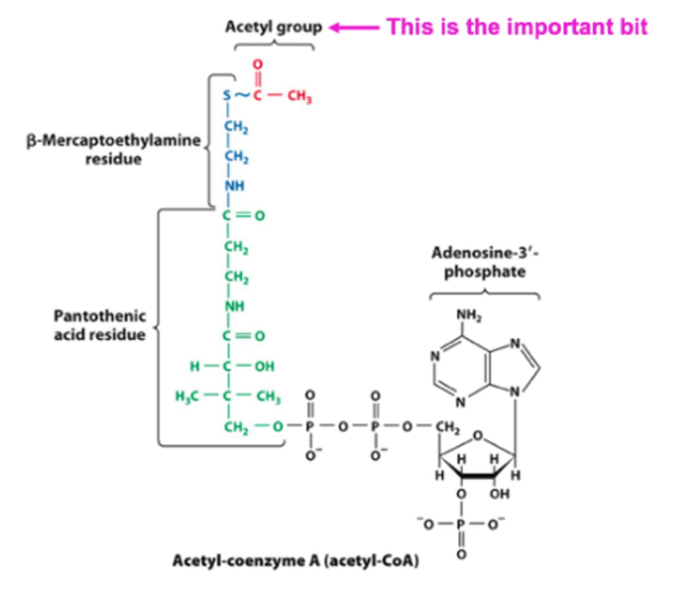 <p>carrier of acyl groups</p><p>Sulfur on Acetyl-coenzyme A binds to acyl groups and releases them when needed</p>