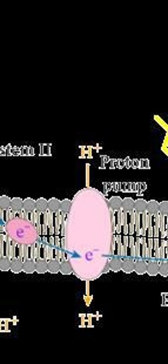 <p>Excited electrons move down the chain, pumping H⁺ ions and creating a proton gradient to produce ATP.</p>