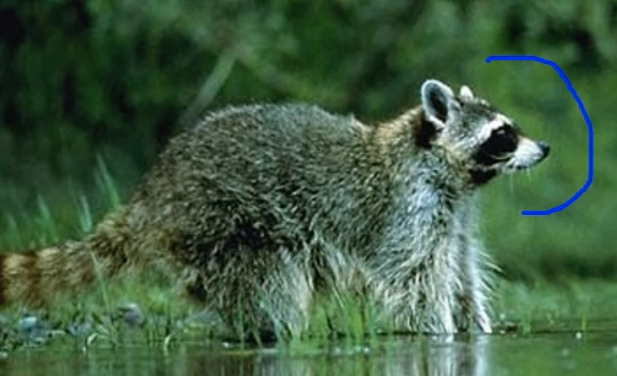 raccoon
