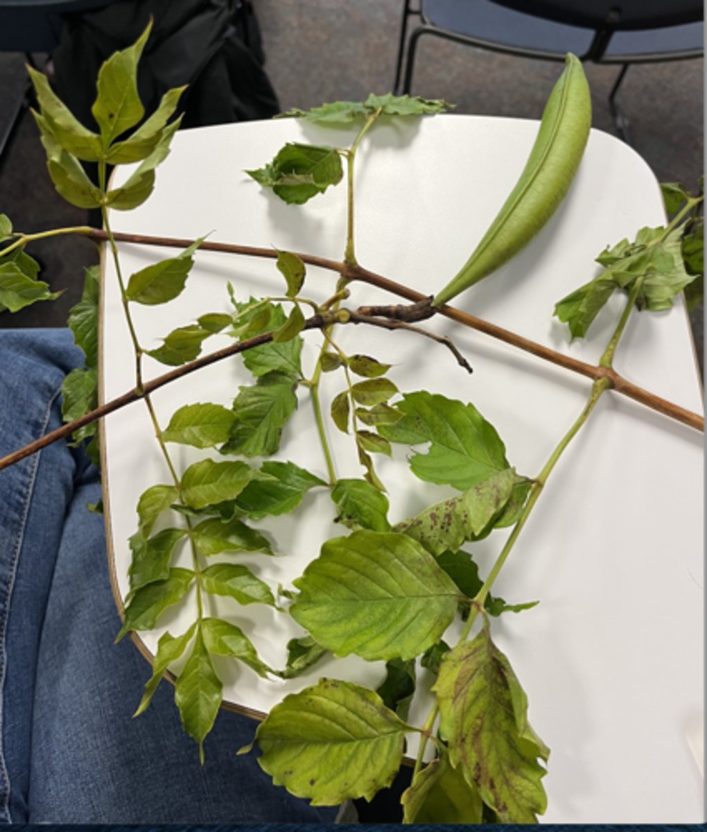 <p>aerial roots, opposite pinnately compound leaves, spiky acuminate tip, serrate margin, fat capsule, funny shit on stems</p>