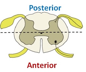 <p>Which part of spinal cord is motor and which is sensory?</p>