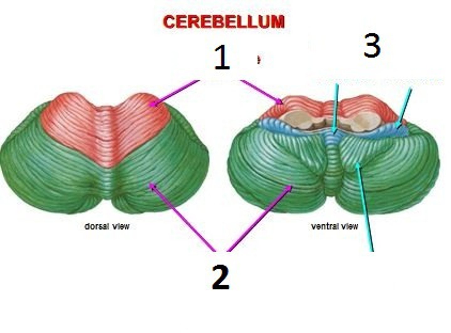 <p>The back part of the cerebellum involved in coordination and balance.</p>
