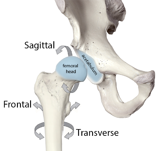 <p>type of synovial joint that permits movement in three anatomical planes (sagittal, frontal, and horizontal)</p>