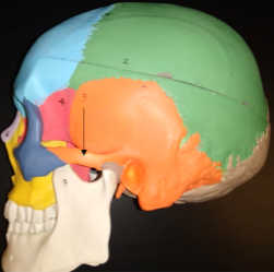 <p>what bone is this (orange region)?</p>