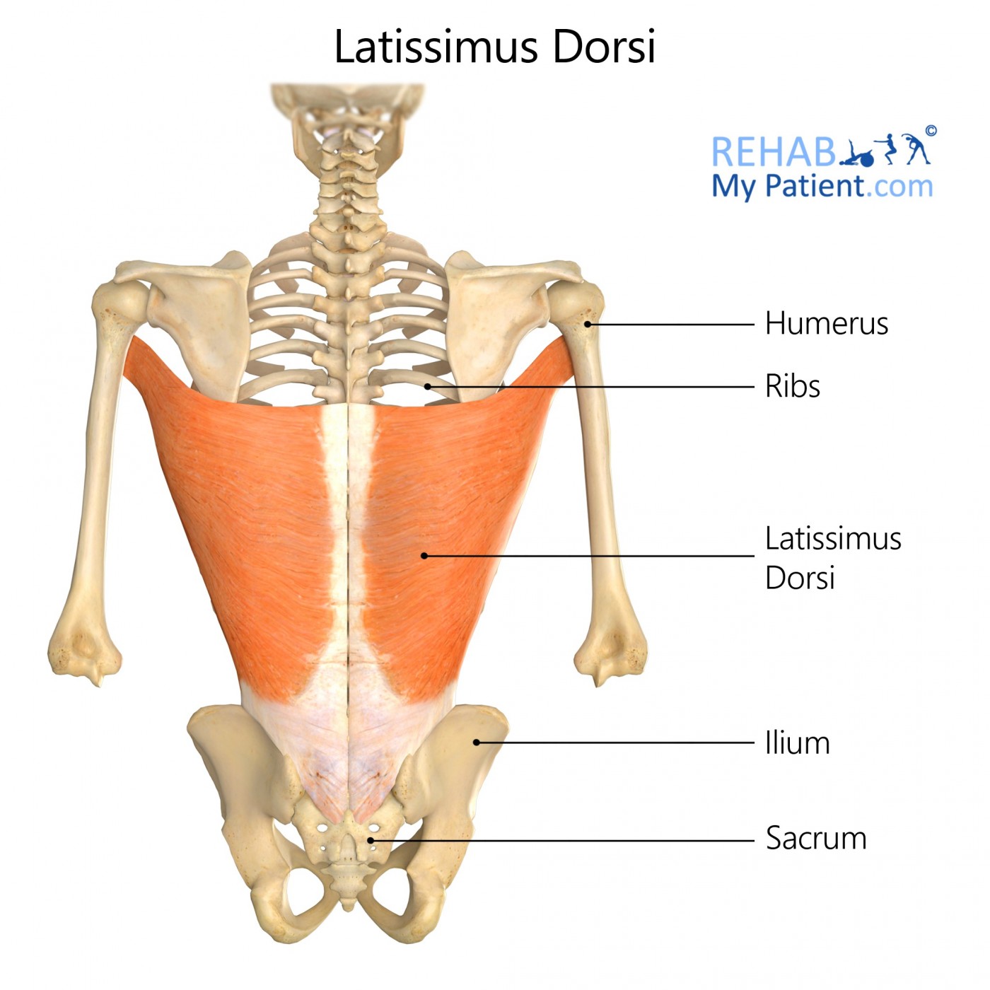 <p>M. Latissimus dorsi</p>