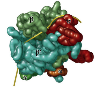 <p>Bacterial <strong><u>RNA polymerase “holoenzyme”:</u></strong> a core polymerase that synthesizes mRNA : has 4 subunits: <strong>2 alpha (α)subunits, 1 β, and 1 β’</strong></p><ul><li><p><strong><u>Sigma factor</u></strong> guides RNA polymerase to the promoter, then unbinds from core polymerase</p></li></ul><p></p>