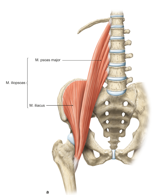 <p>m. psoas major</p><p>loopt van de lumbale wervels naar de femur</p><p>functie = lateroflexie van de lumbale wervelkolom &amp; flexie en exorotatie van de heup</p>