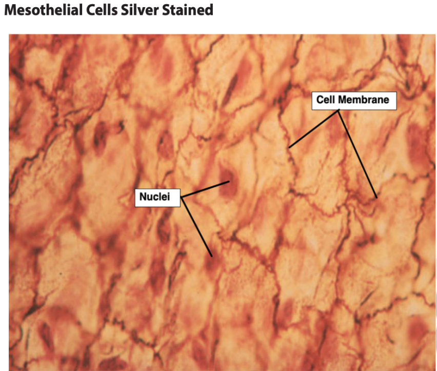 <p>Cell Membrane</p><p>Nuclei</p>