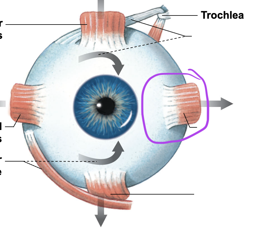 <p>Connects from the posterior orbit to the Medial eye</p>