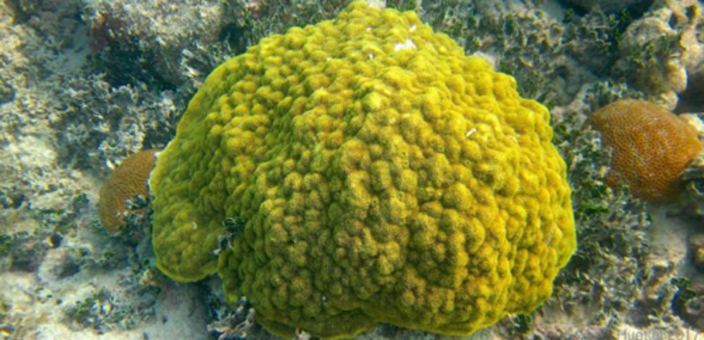 <p>Mustard Hill Coral</p>