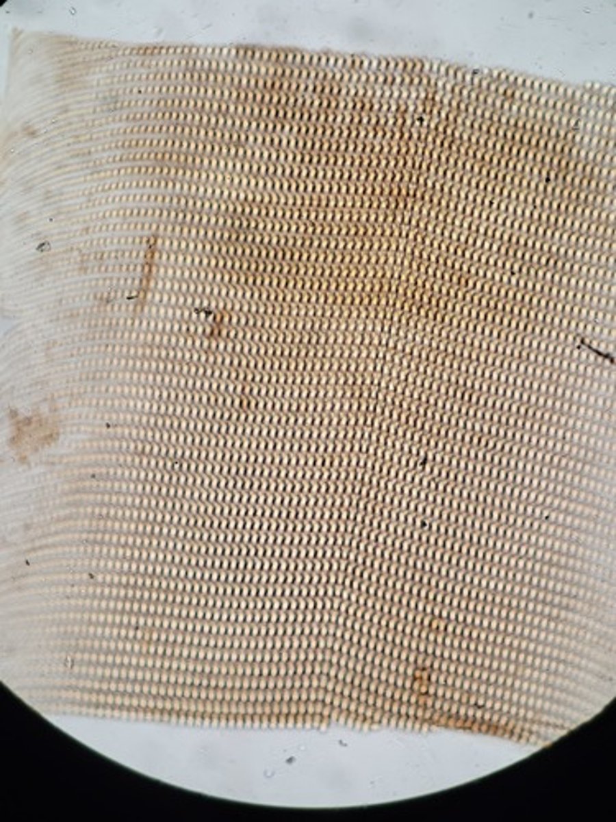 <p>Identify taxonomy</p>