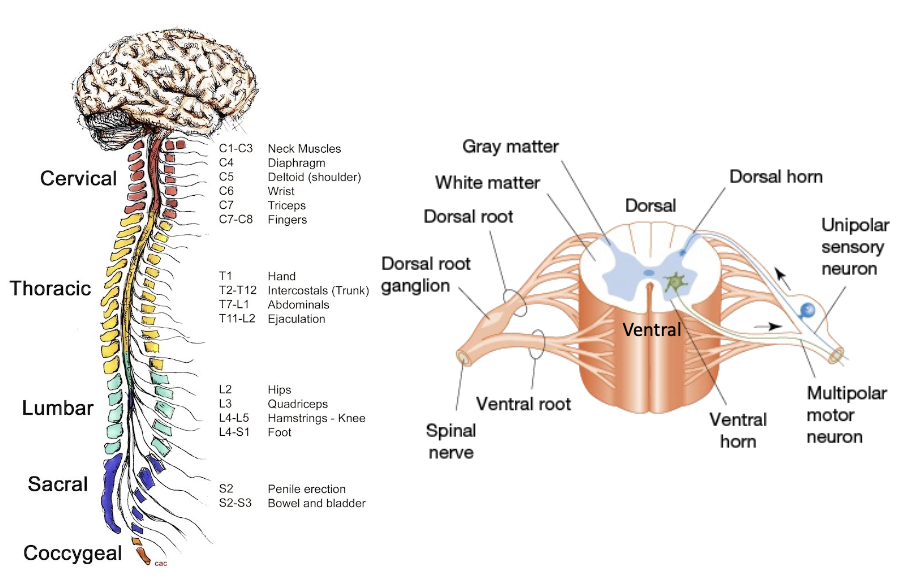 <ol><li><p>cervical</p></li><li><p>thoracic</p></li><li><p>lumbar</p></li><li><p>sacral</p></li><li><p>coccygeal</p></li></ol><ul><li><p>narrow as the move down the spinal cord because axons travel up spinal cord, so there are barely any axons at the end</p></li><li><p>grey/white matter divisions</p></li><li><p>dorsal/ventral side organization</p></li><li><p>spinal cord damage to a spot will also affect everything below it</p></li></ul><p></p>