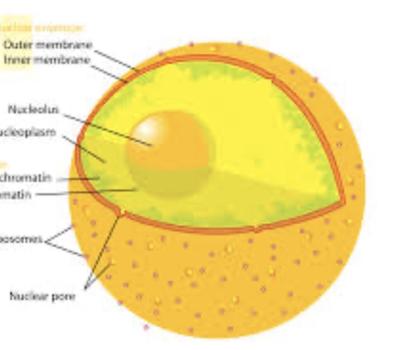 <p>Center of the cell</p>