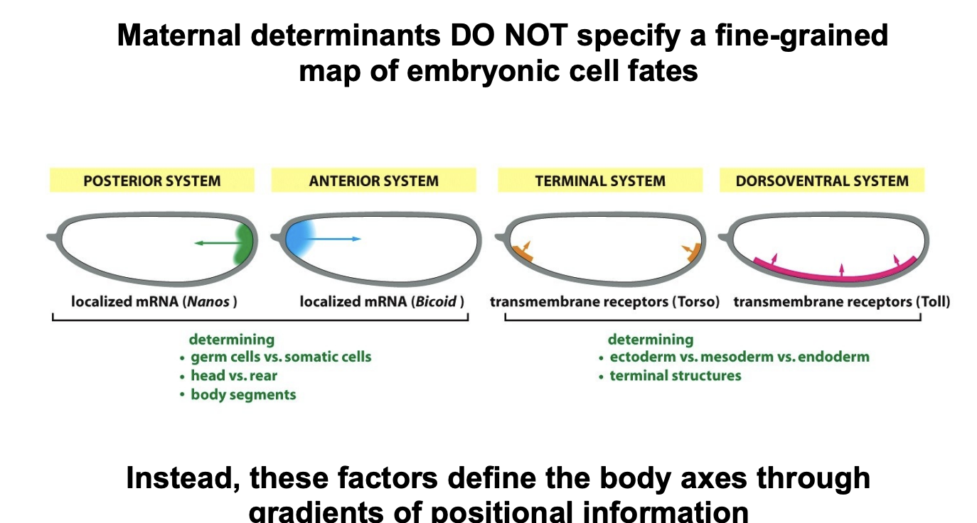 <ol><li><p>Formation of germ cells→ <strong>oskar</strong></p></li><li><p>anterior-posterior axis→ <strong>biocoid</strong></p></li><li><p>Dorso-ventral axis→ <strong>dorsal</strong></p></li><li><p>termini of the embryo</p></li></ol><p></p>