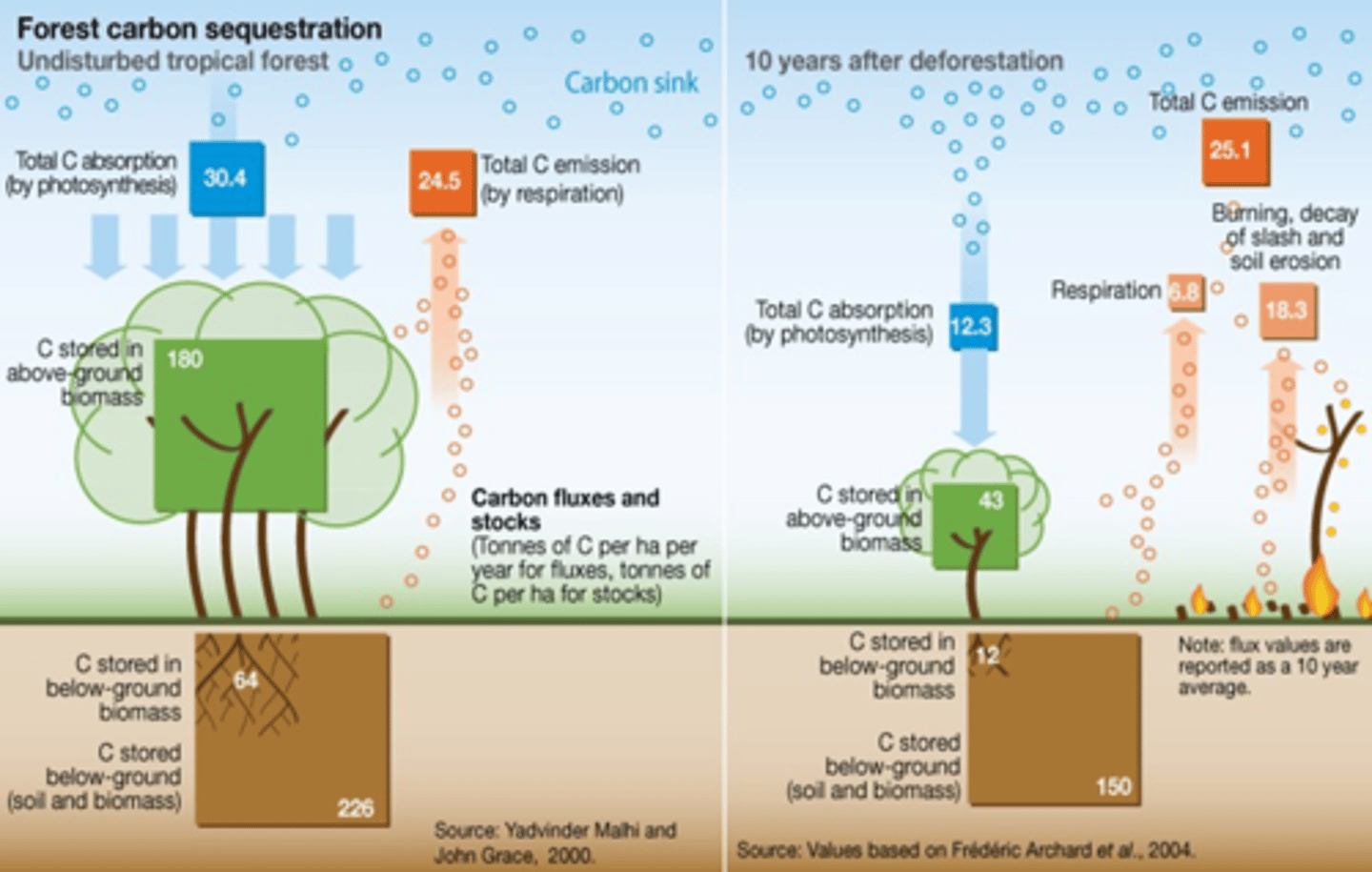 <p>1. The warm and wet tropical climate is ideal for plant growth<br>... this promotes the process of photosynthesis, which absorbs huge quantities of CO2 from the atmosphere<br>=&gt; in return, the rainforests emit a great deal of oxygen (Rainforests = "lungs of the earth")<br><br>2. Wood is about 50% carbon, so rainforest plants and trees act as huge carbon sinks<br>... important in mitigating the effect of global warming<br><br>3. Respiration by plants, trees, and animals returns CO2 to the atmosphere<br><br>4. Decomposition is an active process in tropical climates where decomposers (e.g., bacteria, fungi) thrive in the warm and wet conditions<br>... breaks down carbon from organic matter and returns it to the atmosphere as CO2<br><br>5. Some carbon may also be stored within the soil or dissolved and then removed by streams as an output from the rainforest system</p>
