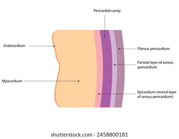 <ul><li><p>Double membrane, containing simple squamous epithelium + areolar (loose) CT</p></li><li><p>Lines body cavities not open to exterior</p></li><li><p>Secretes serous fluid (lubricant) </p></li><li><p>Peritoneum (abdominal cavity), pleurae (around lungs), pericardia (around heart)</p></li></ul><p></p>