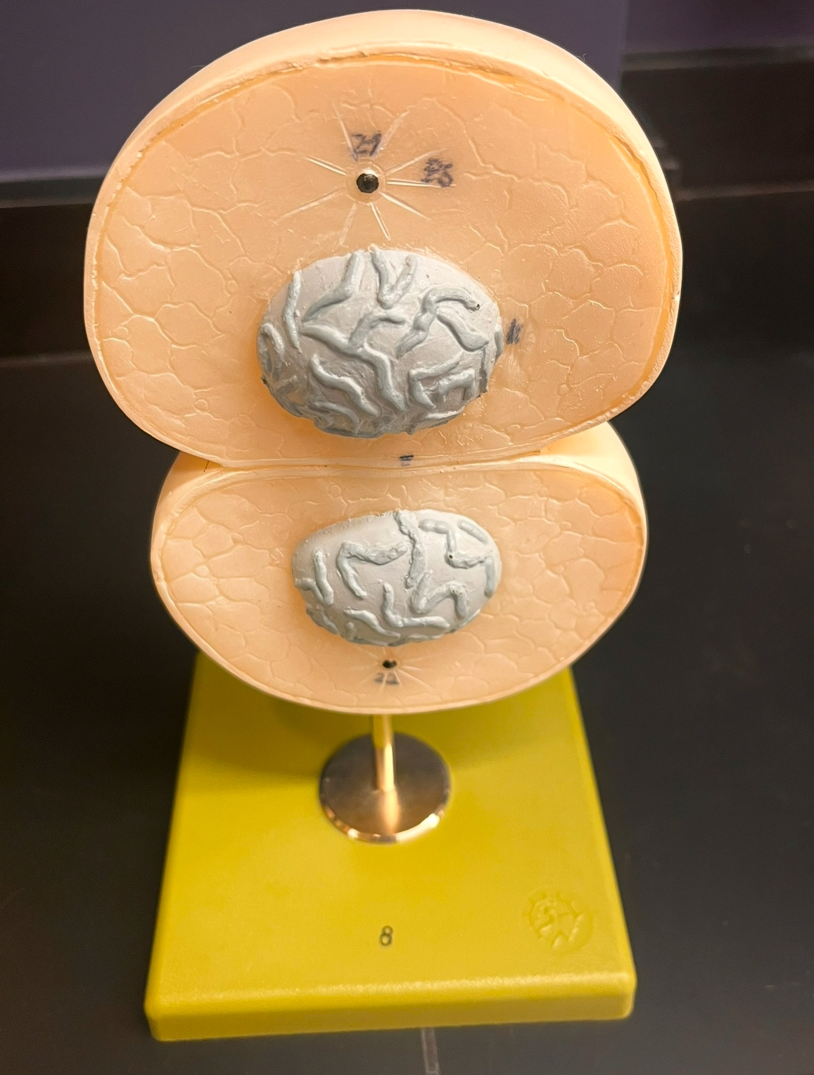 <p>What happens at the end of telophase? </p>