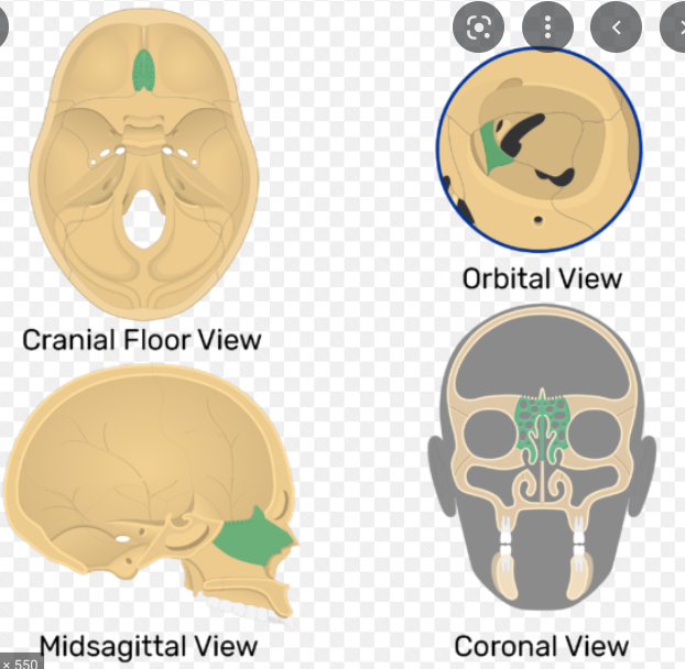 an unpaired cranial bone that is a significant component of the upper nasal cavity and the nasal septum