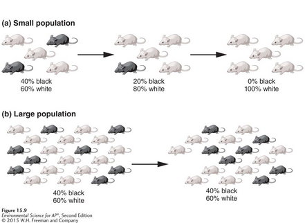 <p><span style="background-color: transparent;"><span>A change in the genetic composition of a population over time as a result of random mating.</span></span></p><ul><li><p><span style="background-color: transparent;"><span>In a small population, some less-common genotypes can be lost </span></span></p></li><li><p><span style="background-color: transparent;"><span>In a large population, it is more difficult for the less-common genotypes to be lost</span></span><br></p></li></ul><p></p>