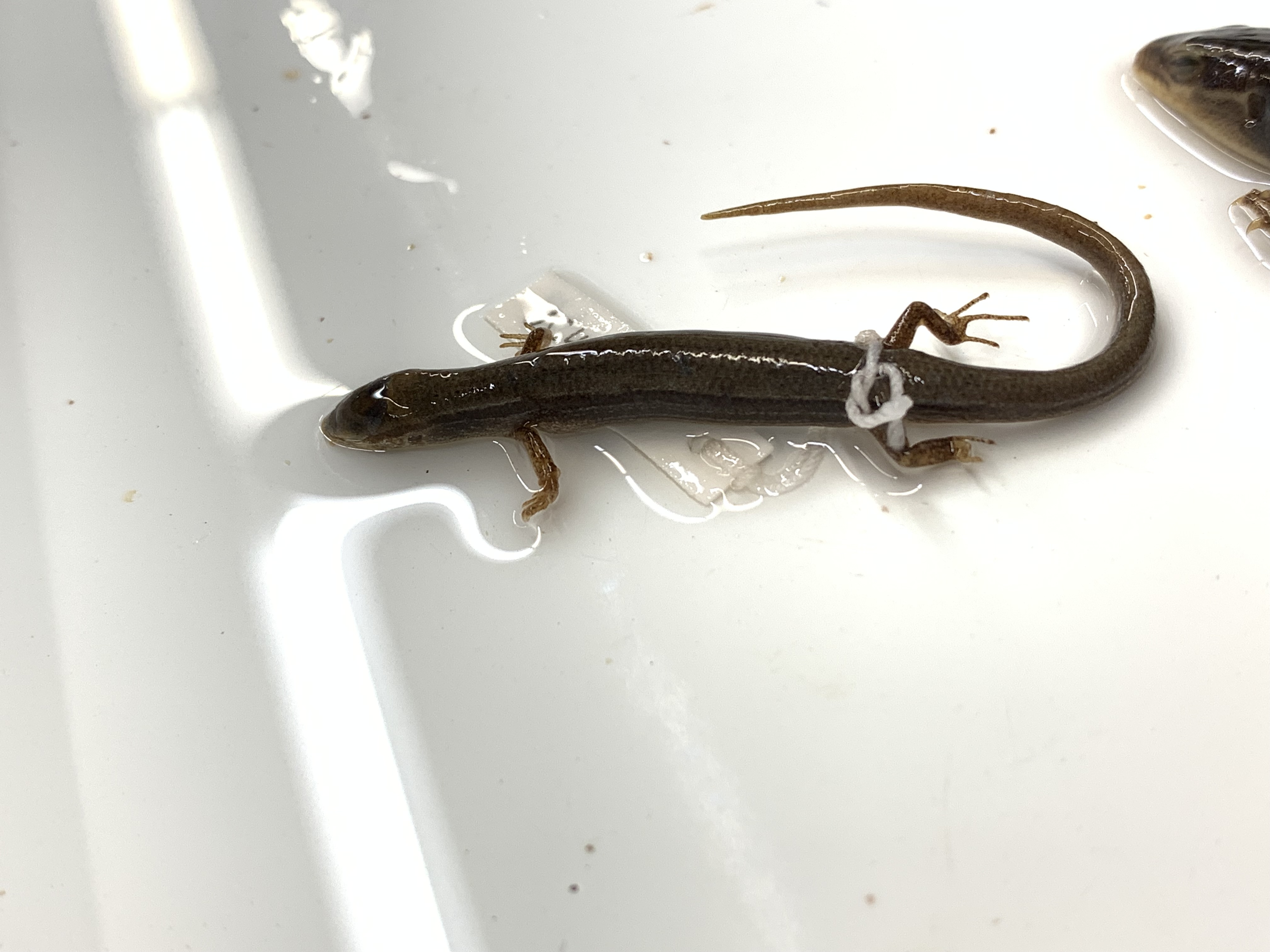 Clade, Family, Genus sp. 