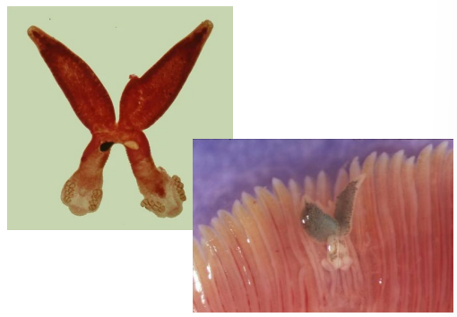 <p>Diplozoon paradoxum žábrohlíst dvojitý</p>
