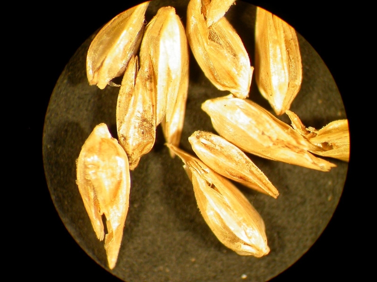 Eleusine indica
