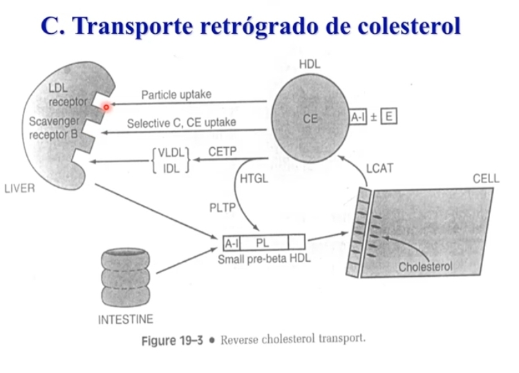 <p>HDL interaccina con la proteina- receptor, no hay una endocitosis mediada x receptor. colesterol pasa directamente hacia adentro del higado, dentro del hepatocito. </p><p>Del lodo de fuera HDL inmadura con colesterol estedificado,  que debe buscar + colesterol.</p><p>X proteina transferidora de ester de colesterol, termina en VLDL que por su metabolismo hace la captación selectiva (solo paso colesterol pero no endocitosis)</p><p>HDL presenta Apo E</p>