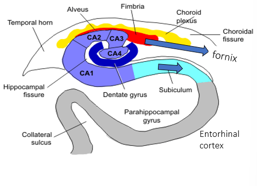 <p>back to subiculum, then to the cortex</p><p>to fornix, to subcortical areas</p>