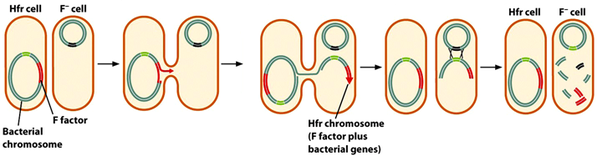 <p>A bacterial cell that lacks the F plasmid and acts as a recipients during conjugation</p>